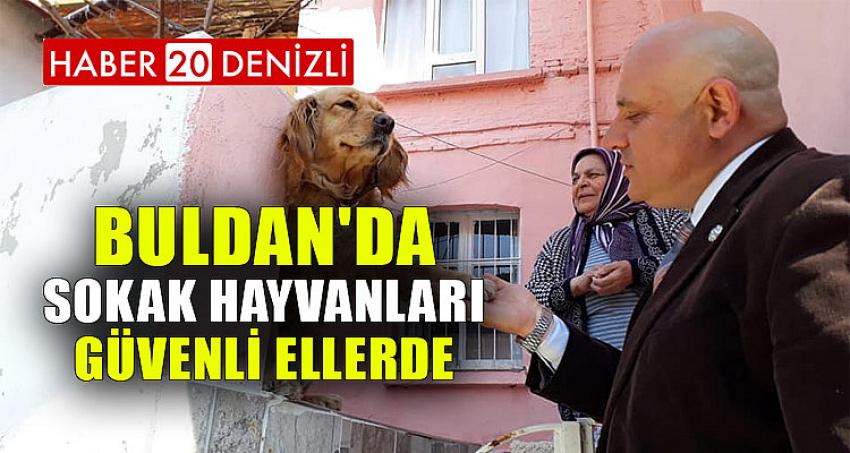Buldan'da sokak hayvanları güvenli ellerde