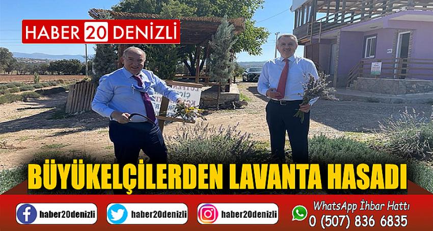 Büyükelçilerden lavanta hasadı