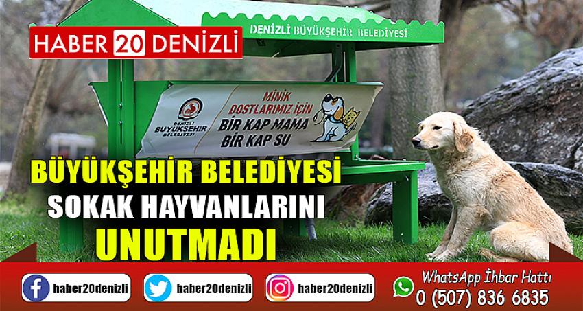 Büyükşehir belediyesi sokak hayvanlarını unutmadı