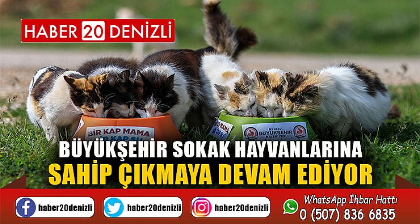 Büyükşehir sokak hayvanlarına sahip çıkmaya devam ediyor