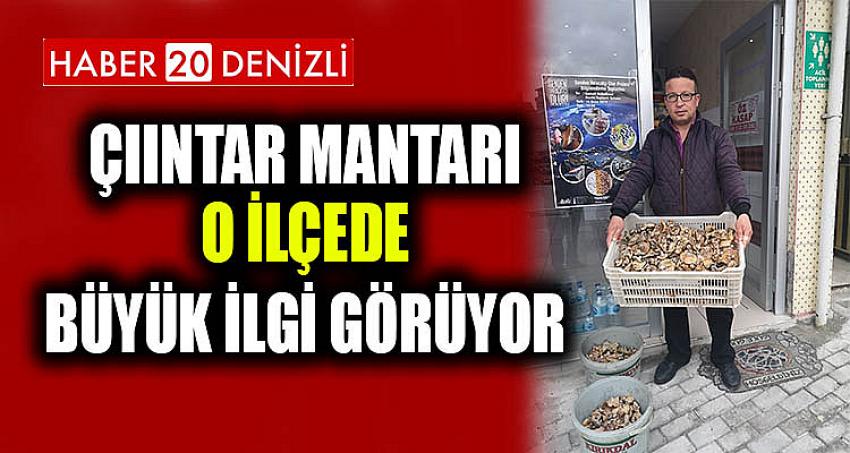 ÇINTAR MANTARI O İLÇEDE BÜYÜK İLGİ GÖRÜYOR