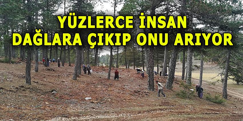 YÜZLERCE İNSAN DAĞLARA ÇIKIP ONU ARIYOR