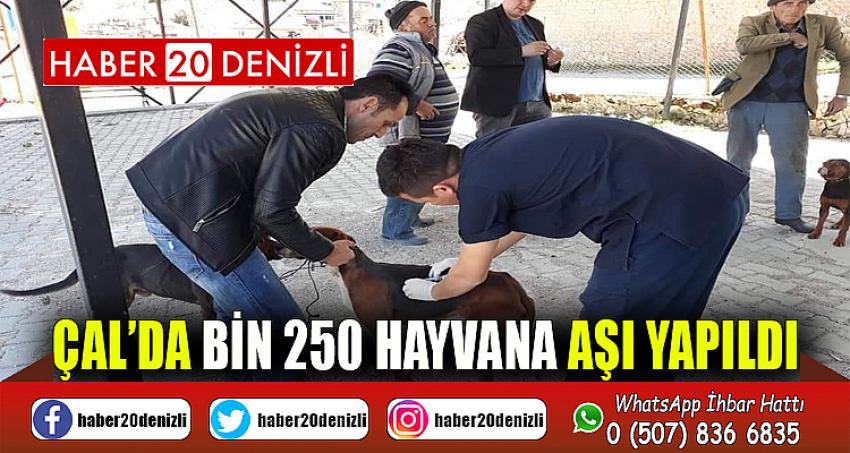 Çal’da bin 250 hayvana aşı yapıldı