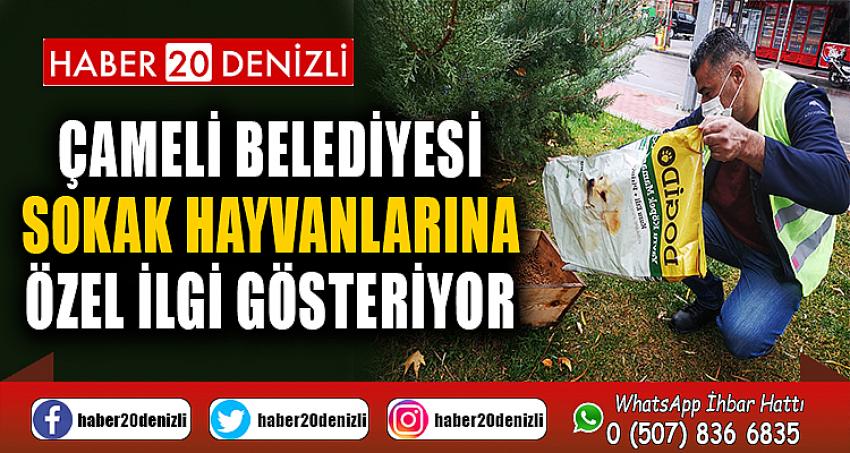 Çameli Belediyesi sokak hayvanlarına özel ilgi gösteriyor