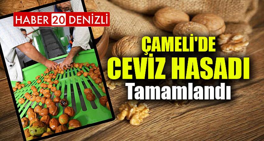 ÇAMELİ'DE CEVİZ HASADI BİTTİ