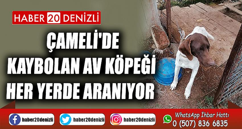 Çameli'de kaybolan av köpeği her yerde aranıyor