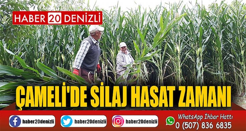 Çameli'de Silaj Hasat Zamanı