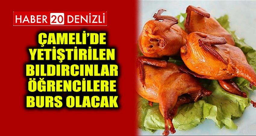 Çameli’de Yetiştirilen Bıldırcınlar Öğrencilere Burs Olacak