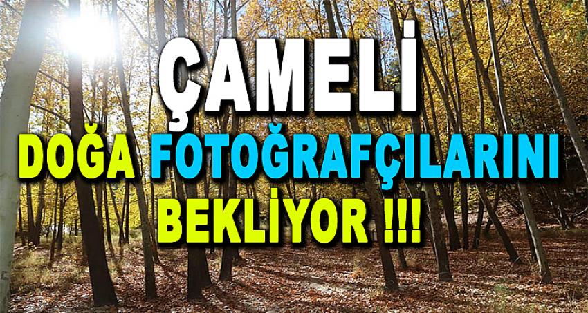 ÇAMELİ DOĞA FOTOĞRAFÇILARINI BEKLİYOR