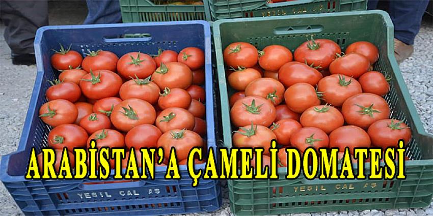 ARABİSTAN'A ÇAMELİ DOMATESİ