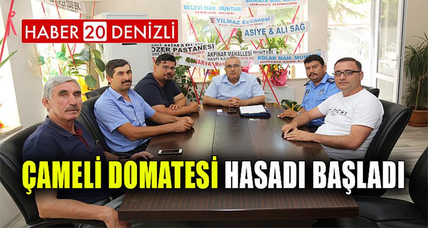 ÇAMELİ DOMATESİ HASADI BAŞLADI