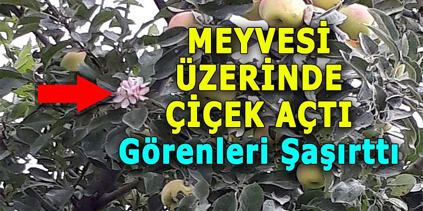 MEYVESİ ÜZERİNDE ÇİÇEK AÇTI