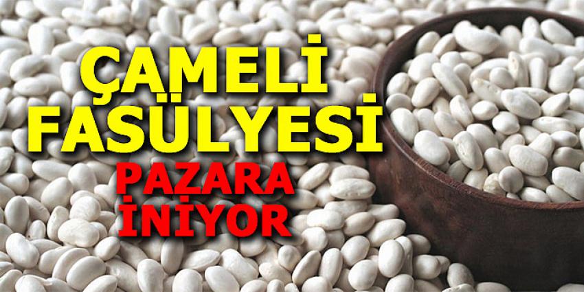 ÇAMELİ FASÜLYESİ PAZARA İNİYOR