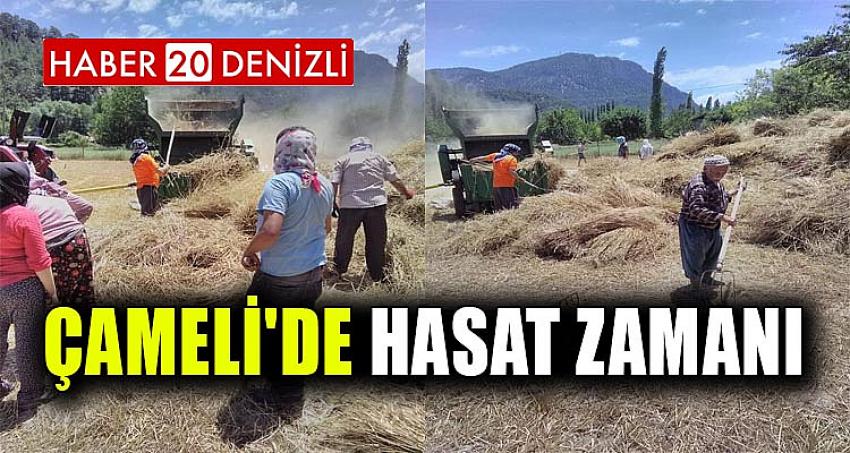 Çameli'de Hasat Zamanı