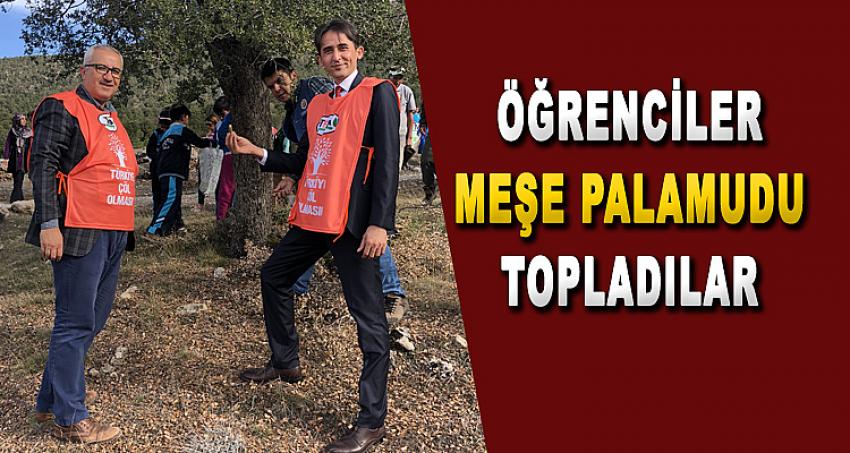 MEŞE PALAMUDU TOPLADILAR