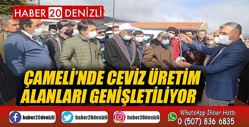 Çameli’nde ceviz üretim alanları genişletiliyor