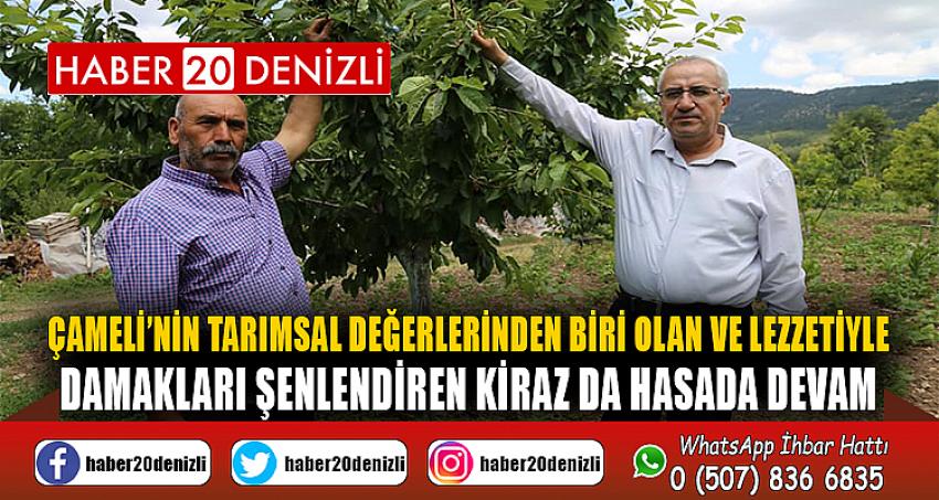 ÇAMELİ’NİN TARIMSAL DEĞERLERİNDEN BİRİ OLAN VE LEZZETİYLE DAMAKLARI ŞENLENDİREN KİRAZ DA HASADA DEVAM