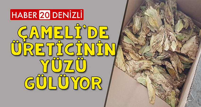 ÇAMELİ'DE ÜRETİCİNİN YÜZÜ GÜLÜYOR