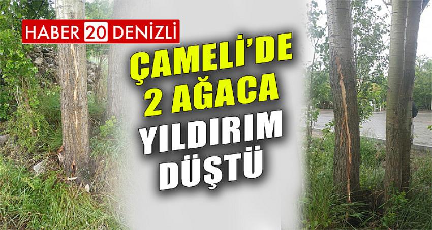 ÇAMELİ'DE 2 AĞACA YILDIRIM DÜŞTÜ