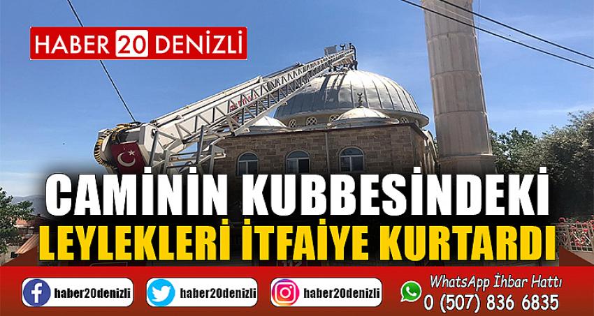 Caminin kubbesindeki leylekleri itfaiye kurtardı