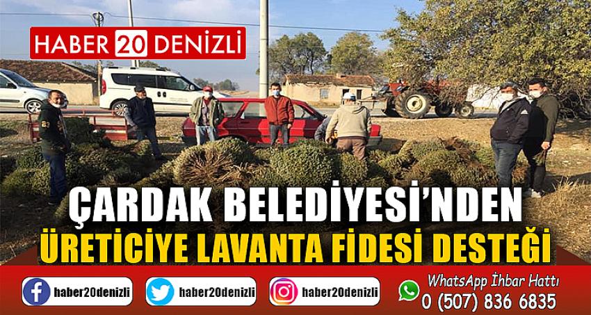 ÇARDAK BELEDİYESİ’NDEN ÜRETİCİYE LAVANTA FİDESİ DESTEĞİ