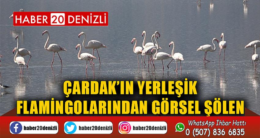 Çardak’ın yerleşik flamingolarından görsel şölen