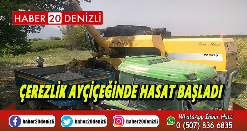 Çerezlik ayçiçeğinde hasat başladı