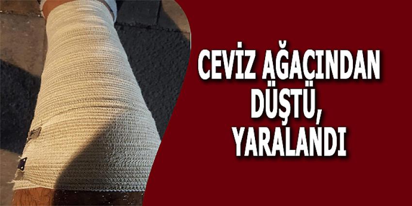 CEVİZ AĞACINDAN DÜŞTÜ, YARALANDI