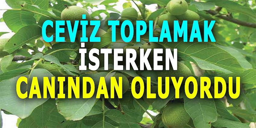 CEVİZ TOPLAMAK İSTERKEN CANINDAN OLUYORDU