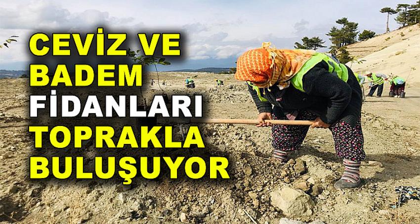 CEVİZ VE BADEM FİDANLARI TOPRAKLA BULUŞUYOR