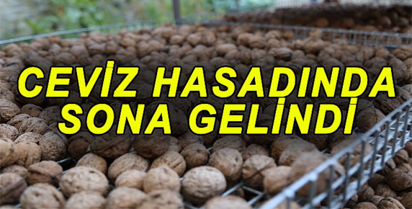 CEVİZ HASADINDA SONA GELİNDİ