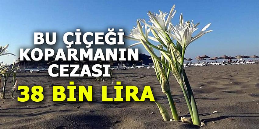 BU ÇİÇEĞİ KOPARMANIN CEZASI 38 BİN LİRA