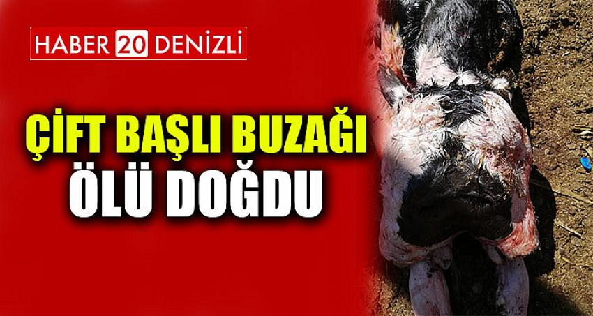 Çift başlı buzağı ölü doğdu