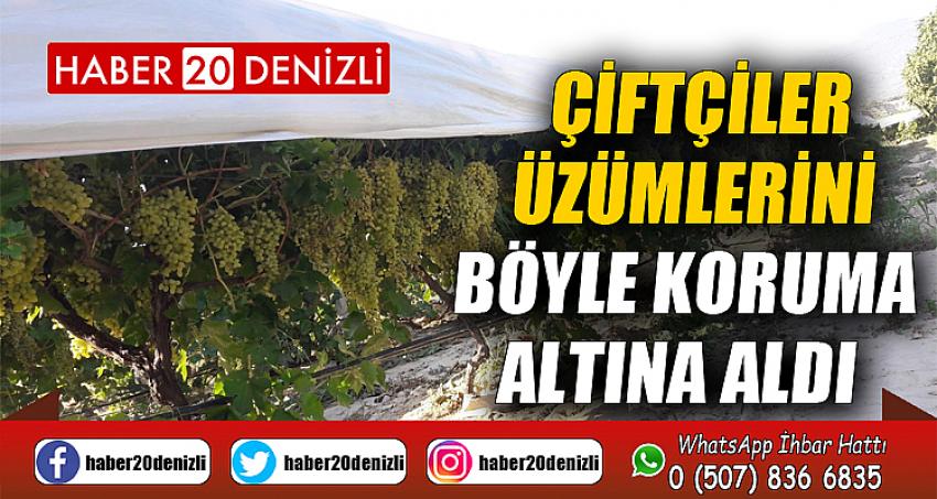 Çiftçiler üzümlerini böyle koruma altına aldı