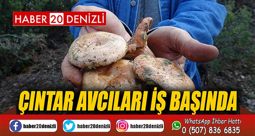 Çıntar avcıları iş başında