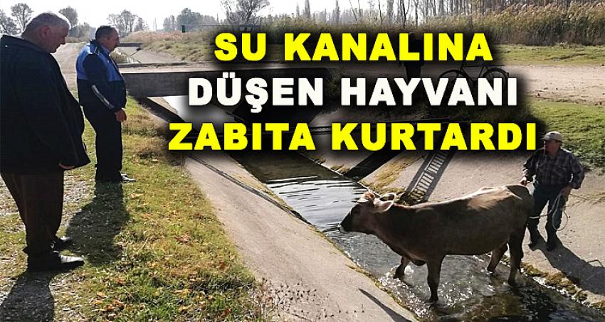 SU KANALINA DÜŞEN HAYVANI ZABITA KURTARDI