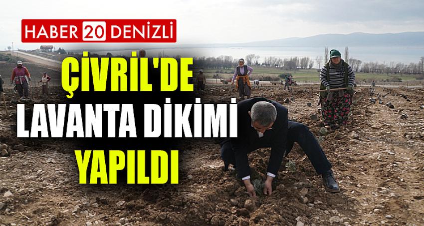 ÇİVRİL'DE LAVANTA DİKİMİ YAPILDI