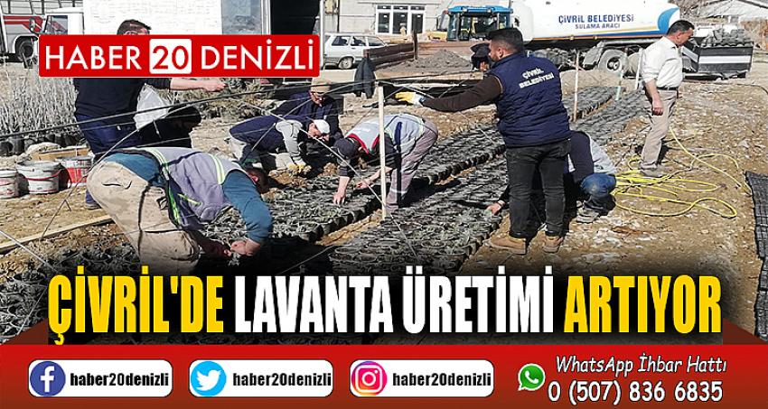 Çivril'de lavanta üretimi artıyor