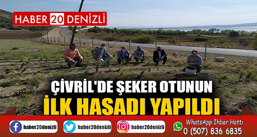 ÇİVRİL'DE ŞEKER OTUNUN İLK HASADI YAPILDI