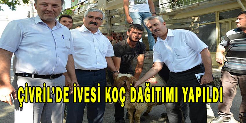 Çivril’de İvesi Koç Dağıtımı 