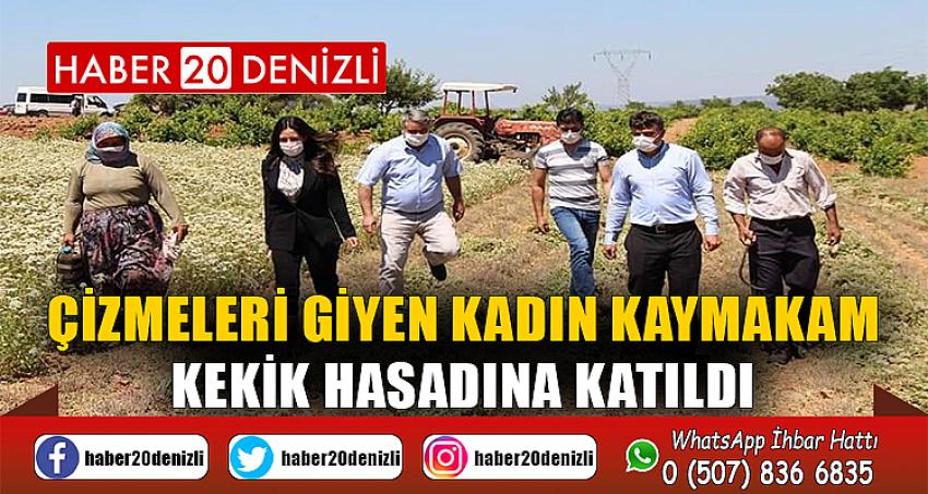 Çizmeleri giyen kadın kaymakam kekik hasadına katıldı