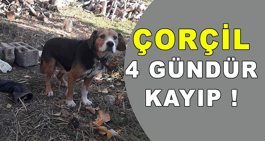 HER YERDE KAYIP KÖPEĞİNİ ARIYOR