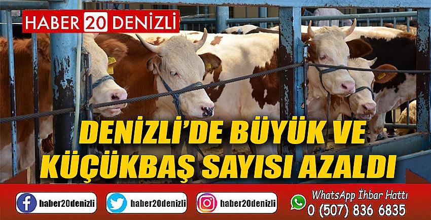 Denizli’de büyük ve küçükbaş sayısı azaldı