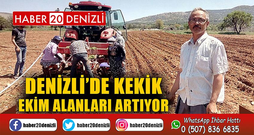 Üretimde dünya lideri olan Denizli’de kekik ekim alanları artıyor