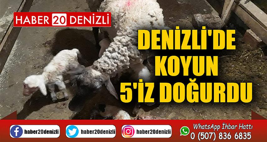 Denizli'de koyun 5'iz doğurdu