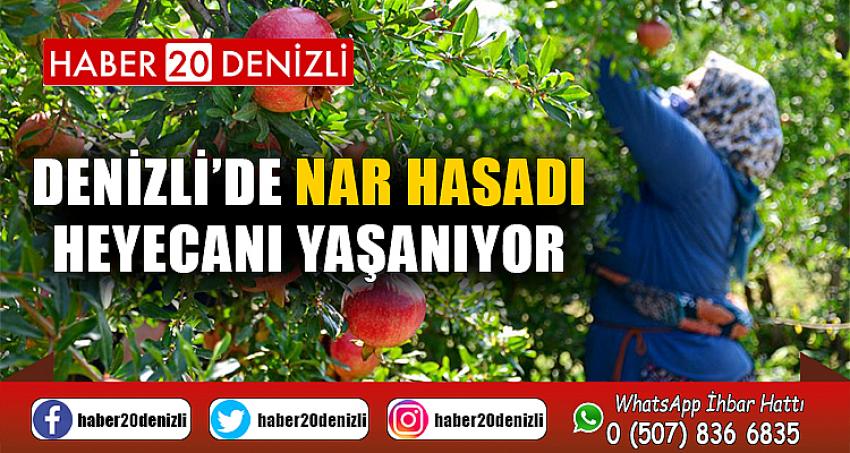 Denizli’de Nar Hasadı Heyecanı Yaşanıyor