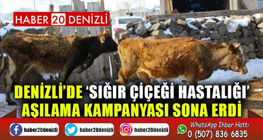 Denizli’de ‘sığır çiçeği hastalığı’ aşılama kampanyası sona erdi