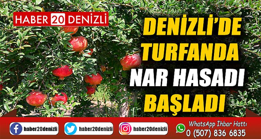 Denizli’de turfanda nar hasadı başladı