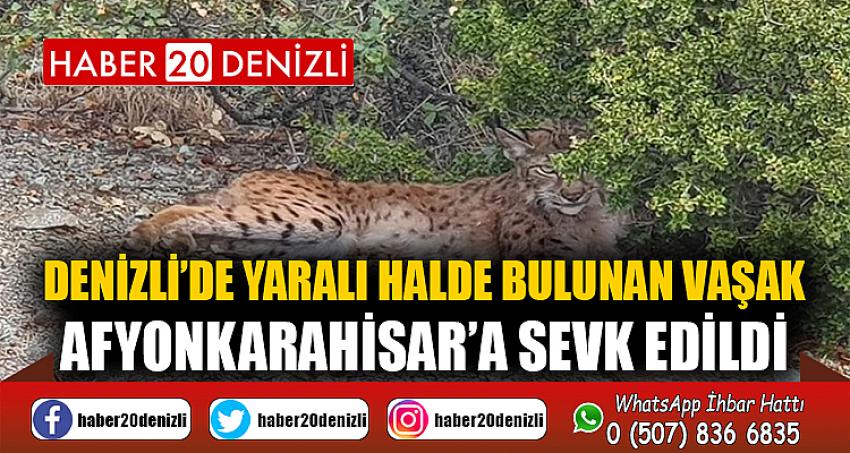 Denizli’de yaralı halde bulunan vaşak, Afyonkarahisar’a sevk edildi