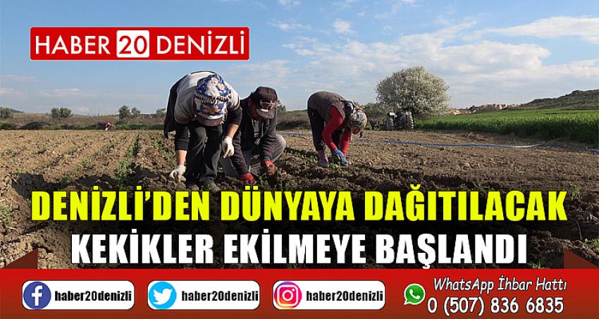 Denizli’den dünyaya dağıtılacak kekikler ekilmeye başlandı